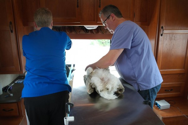 A cat is prepared for spaying in the mobile vet clinic at the Irving gas bar in St. Anthony.