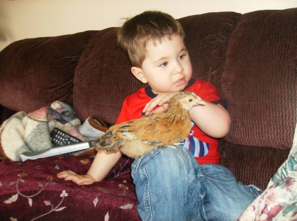 Grandson Shaydon with chicken CJ