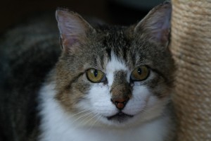 Bandit, a sweet 2-year-old fixed and healthy male, is looking for a loving home. Please contact 623 25 36.