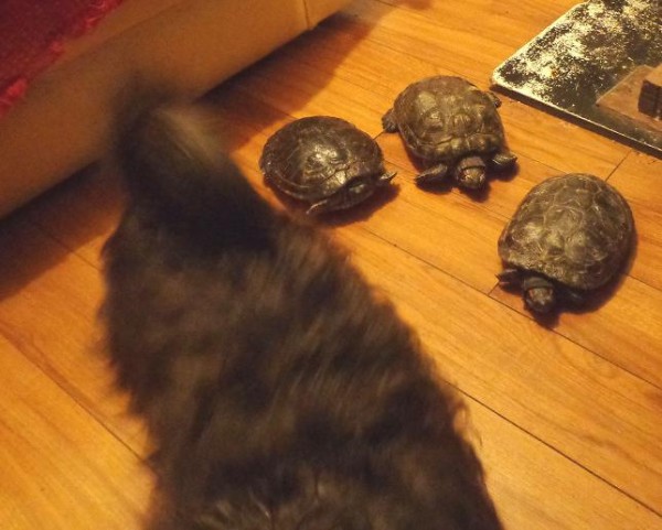 The turtles Speedy one, Speedy Two and Speedy Three